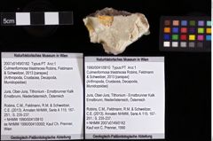 Foto (Objket + Etiketten) von Culmenformosa triastrixosa (Robins, Feldmann & Schweitzer, 2013) 